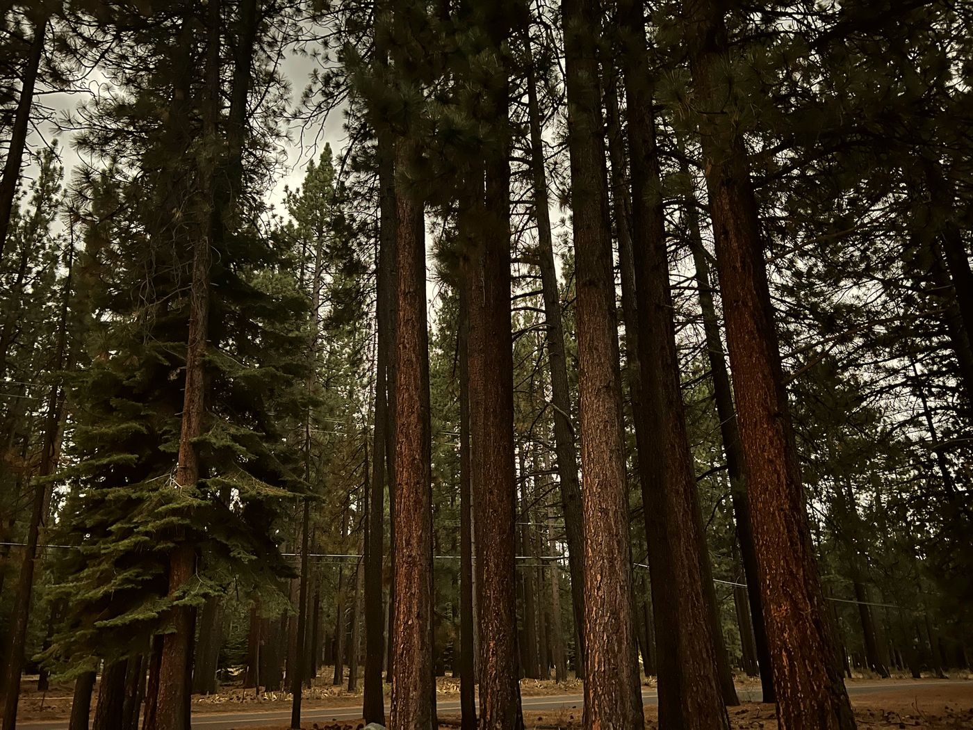 Tall Jeffrey pines in the Sierra Nevada forest near the lab